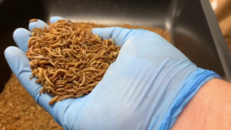 Earthworm Meal Market Dynamics: Drivers of Growth, Sustainability Trends, and Industry Adoption Across Sectors
