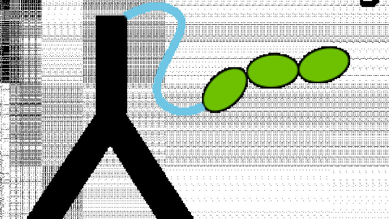 AI Is Changing Antibody Engineering in the Biopharmaceutical Industry