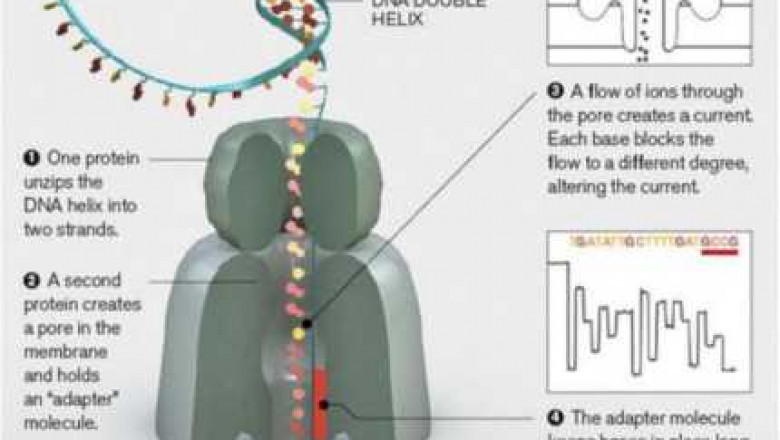 From Sanger to Third-generation: Sequencing Technology's Agricultural Applications