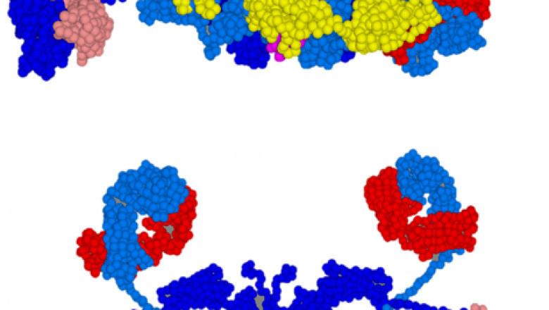 Pharmaceutical Giants Rush to Develop PD-(L)1 Bispecific Antibodies: A New Battlefield in Immunotherapy