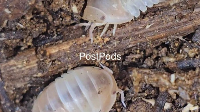 Just Check Out Key Details About Isopods
