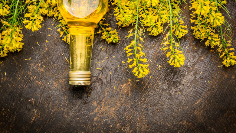 Rapeseed Oil Market in Transition: Navigating Sustainability Demands, Innovation, and Climate Instability