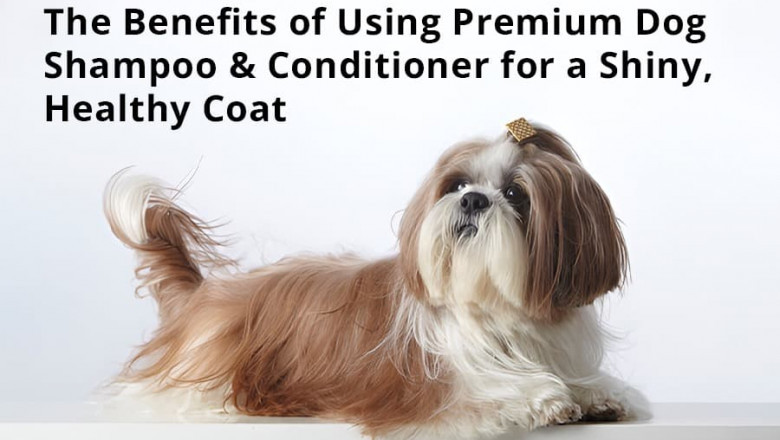 Briefly talk about why every pet parent desires a shiny, healthy coat for their dog