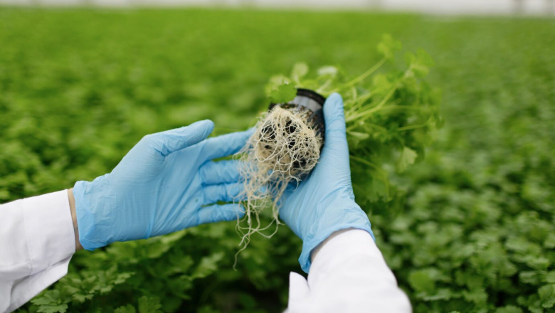 The Booming Biostimulants Market: Sustainable Agriculture’s Secret Weapon