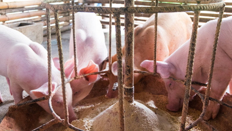 Swine Feed Market: Rising Pork Demand and Advancements in Animal Feed Formulations