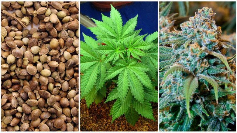 Cannabis Seeds Market Trends Indicate Higher Adoption Rates Among Recreational and Medicinal Users Alike