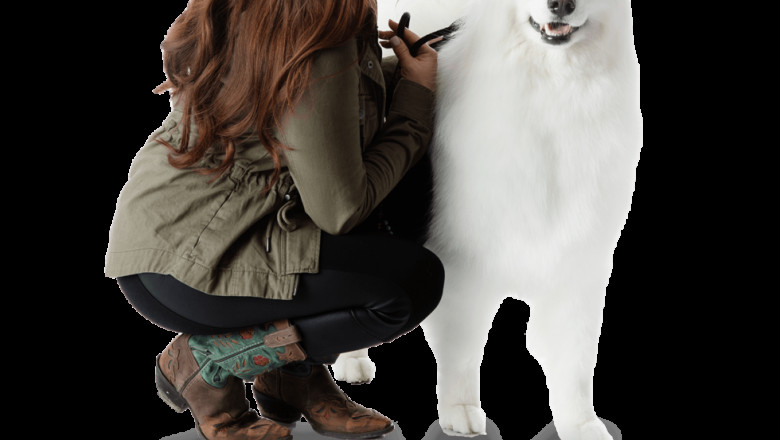 Professional Dog Training: You Can Have A Great Career And Make Good Money