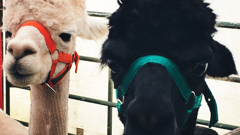 The Rising Demand for Alpaca Apparel and Accessories Market: A Sustainable Fashion Revolution