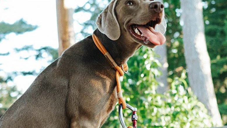 Best Dog Leashes for Hiking, Running & Everyday Use