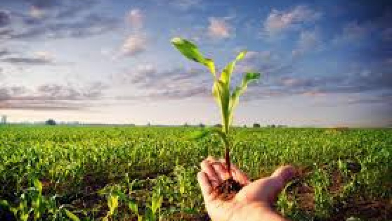 Agricultural Pheromones Market: Regional Market Analysis and Emerging Trends