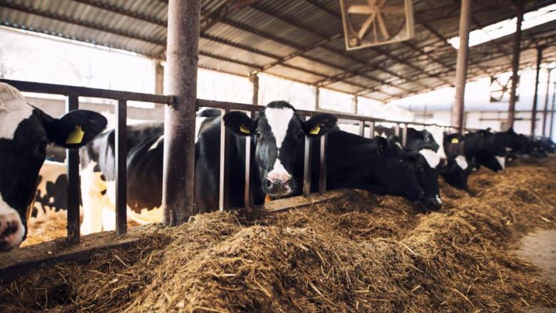 Cattle Feed Supplement – Enpro Feeds: Supporting Livestock Nutrition and Farm Profitability