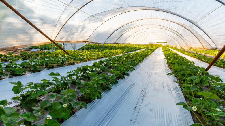 Comprehensive Agricultural Films Market Intelligence: Trends, Forecasts, and Technological Advancements