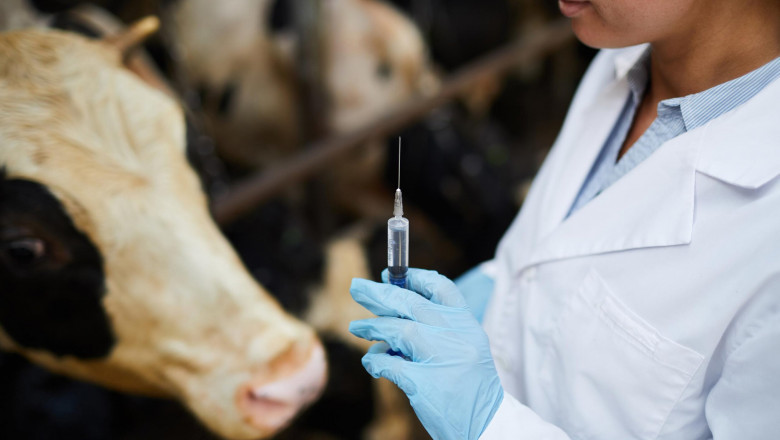 Cattle and Sheep Vaccine Market Innovations and Regulatory Support Impacting Global Animal Health