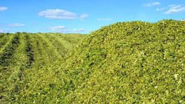 Corn Silage Market: Analysis of Consumer Demand, Market Segments, and Regional Performance