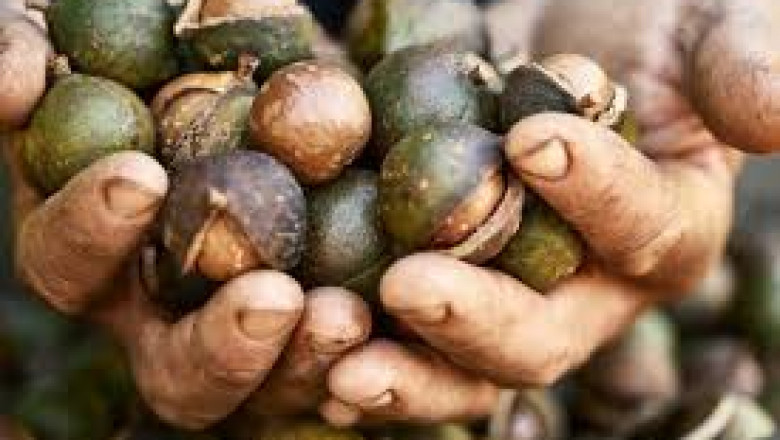 Macadamia Market Demand: Exploring the Impact of Consumer Health Trends and Product Innovation