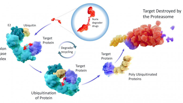 Oncology Drives Adoption of Targeted Protein Degradation
