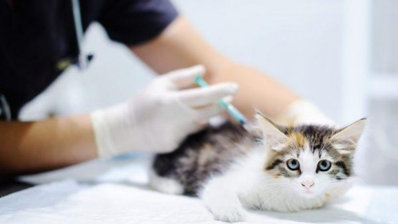 Veterinary Vaccines Market Value Industry Share Worldwide To 2033