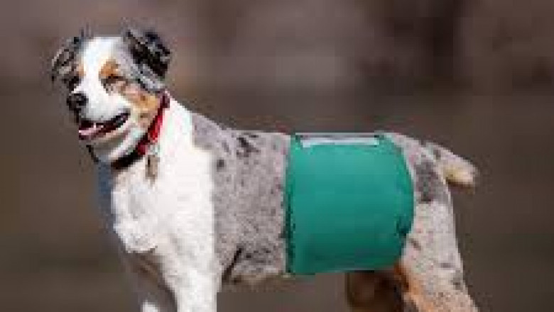 Pet Diaper Market Demand Surge: How Increasing Pet Ownership and Health Awareness Are Driving Sales