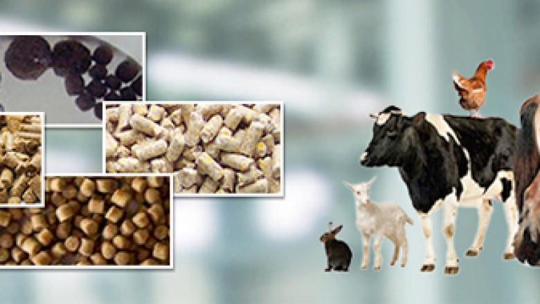 Animal Nutrition Market Segmentation: Breaking Down Categories for Livestock, Poultry, and Aquatic Species