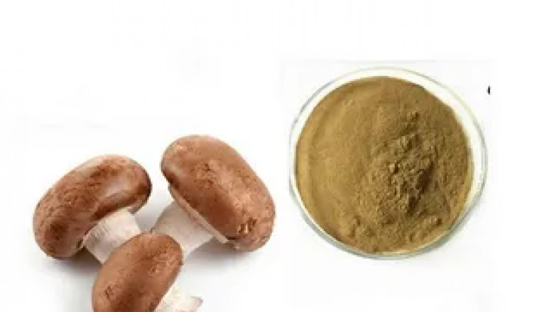 Mushroom Extract Market Anticipates Growth Through Innovation in Extraction Techniques and Product Development