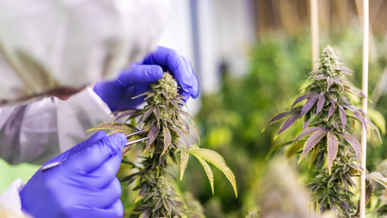 Best CBD SEO Tips to Drive Organic Traffic to Your Website