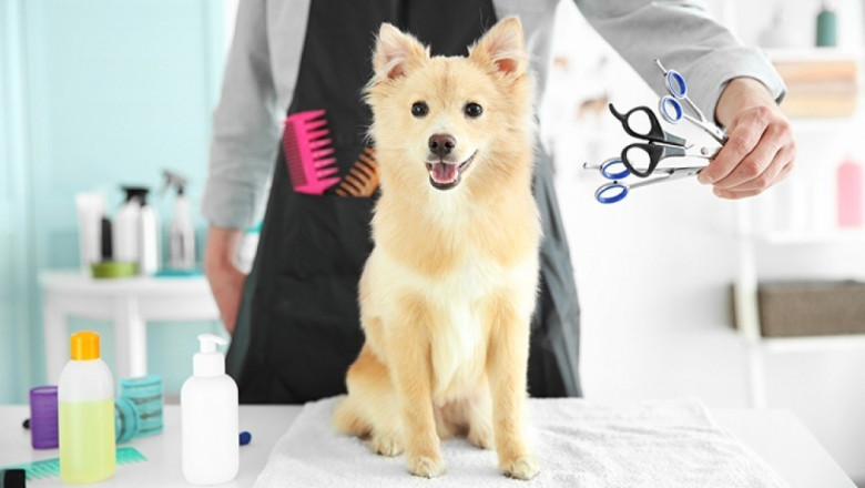 Competitive Dynamics in the Pet Grooming Products Market: Key Players, Trends, and Strategic Insights