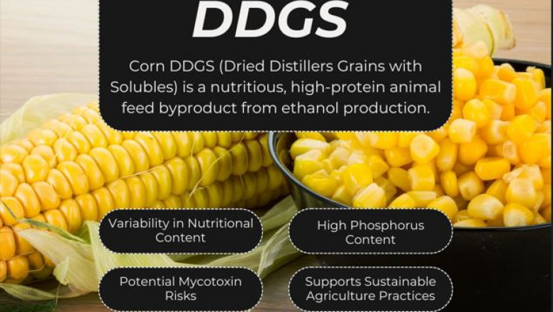 Corn DDGS—Enpro Feeds: The Future of Nutritious and Sustainable Animal Feed
