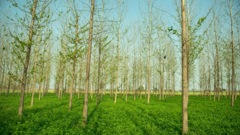 Global Agroforestry Market Size, Share, Analysis and Forecast 2023 - 2033