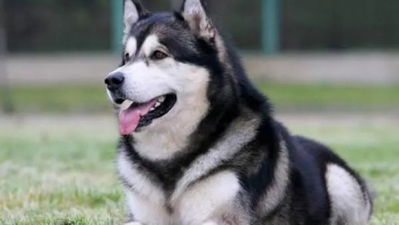 How to Choose the Best Probiotic for Your Dog’s Age, Breed, and Health Needs