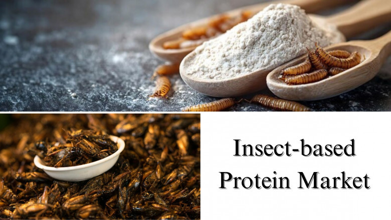 Insect-based Protein Market Dynamics: Size, Share, Growth Forecast, 2029