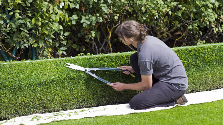 Mulch Service: Everything You Need to Know for a Healthier, Beautiful Landscape