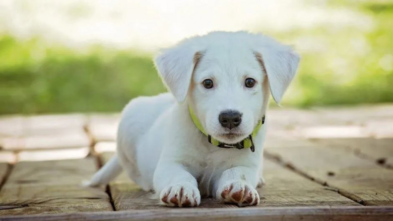 Natural vs. Prescription Probiotics for Dogs: Which Is Best?
