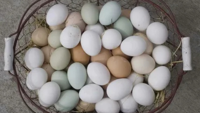 Pasteurized Eggs Market Data Shows Growth in Commercial Kitchens, Meal Services, and Retail Sales