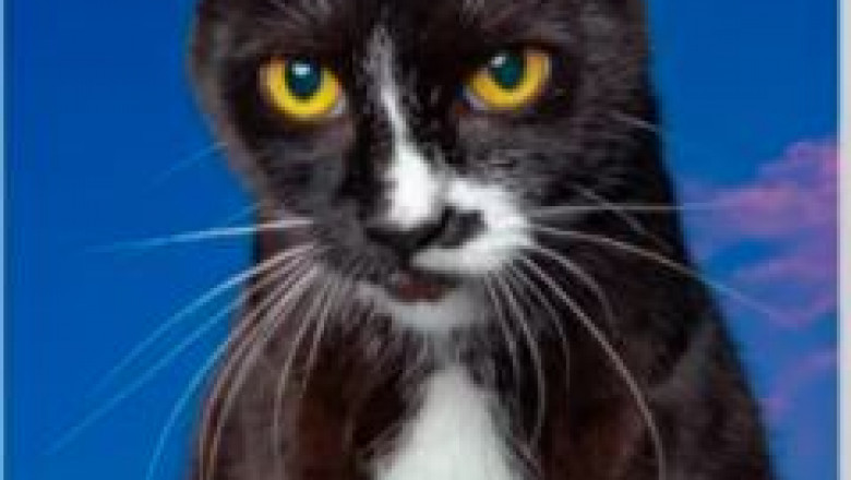 Elevate Your Space with Cat Wall Art: A Purr-fect Touch for Every Home