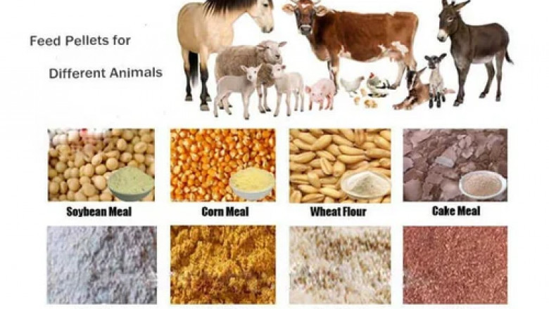 Strategic Developments in Animal Feed Markets: Australia to Russia