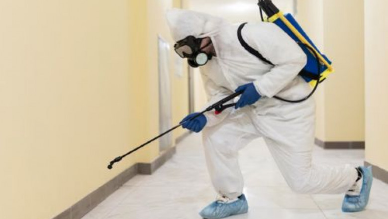 Why Should You Choose Silverfish Pest Control Over DIY Methods?