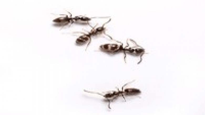 Top-Rated Ant Control Services in Melbourne to Protect Your Home Effectively