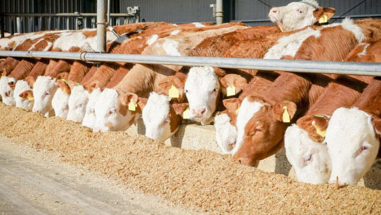 Cattle Feed Market Dynamics: Unpacking Forces Influencing Global Supply Chain and Production Models