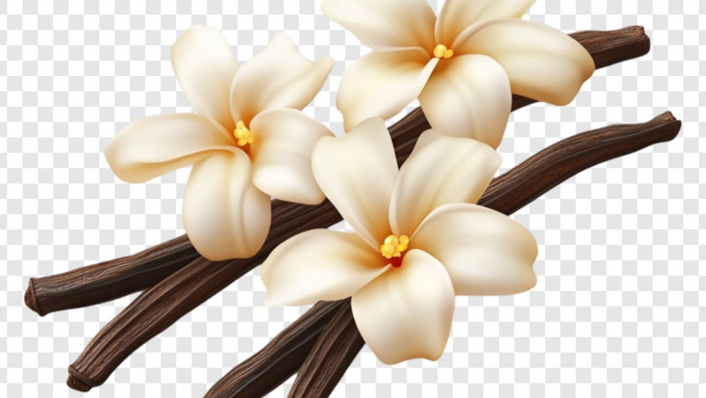 Vanilla Extract Market Size, Share, Future Outlook, 2032