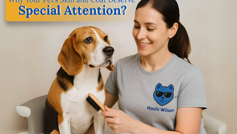 Why Your Pet’s Skin and Coat Deserve Special Attention