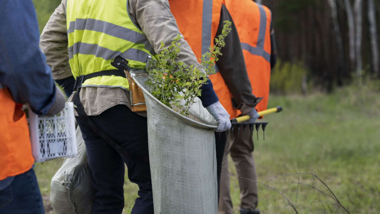 Affordable Tree Service Houston: Save Money Without Sacrificing Quality