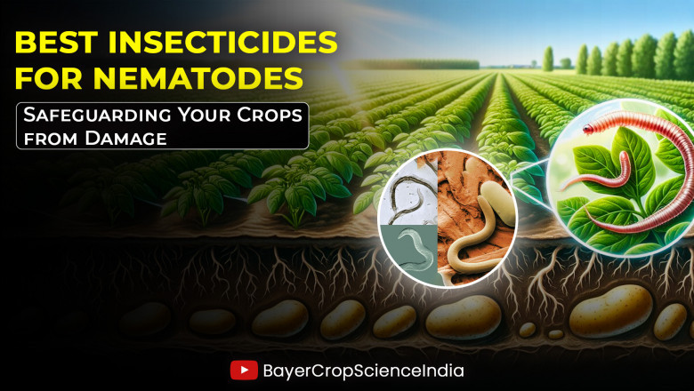 Bеst Insеcticidеs for Nеmatodеs: Safеguarding Your Crops from Damagе