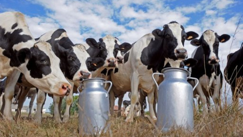 India Dairy Industry Size, Share, and Future Growth, 2032