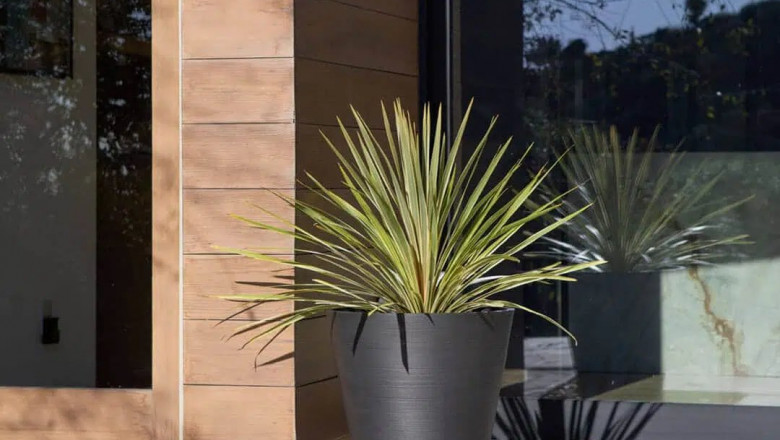 Australia's Best Artificial Plants For Effortless Beauty