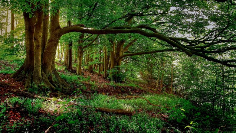 Best Green Certifications for Businesses Committed