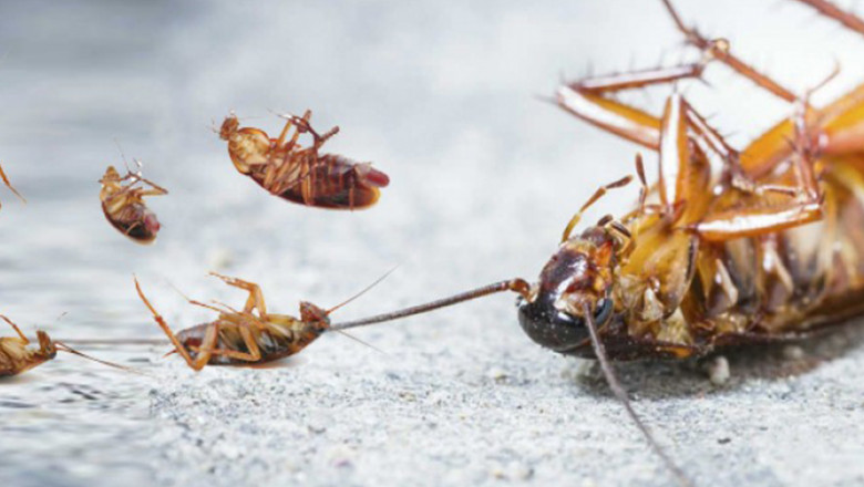 Cockroach Control Services
