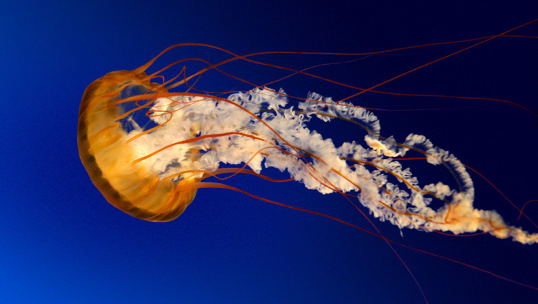 The Impact of Scientific Revolutions on Human Understanding