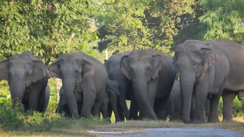 Discover Nature’s Secrets at Dehing Patkai Wildlife Sanctuary