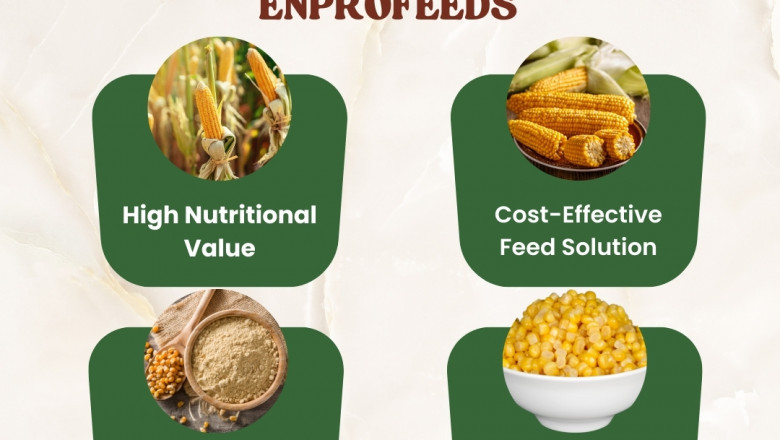 Unleashing the Benefits of Corn DDGS in Animal Nutrition – Enpro Feeds