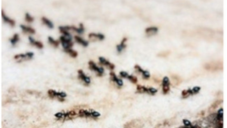 Discover the Avayda Advantage and Say Goodbye to Pests